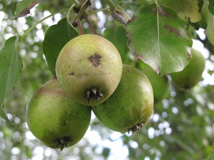 userfiles/produit/5690/photo_var_254_long bois (poire).jpg